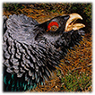 Capercaillie